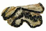 Mammoth Molar Slice With Case - South Carolina #106428-1